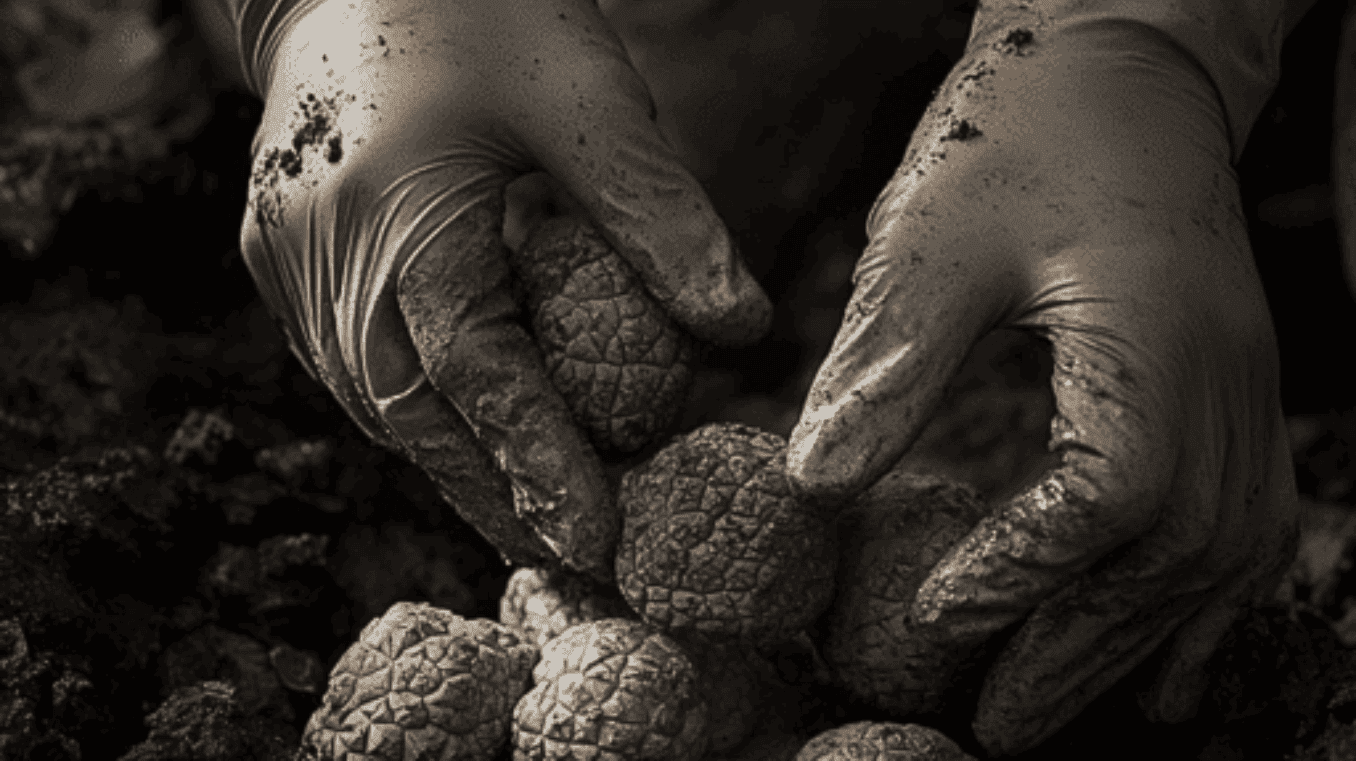 Growing magic truffels is quite easy with this step-by-step guide