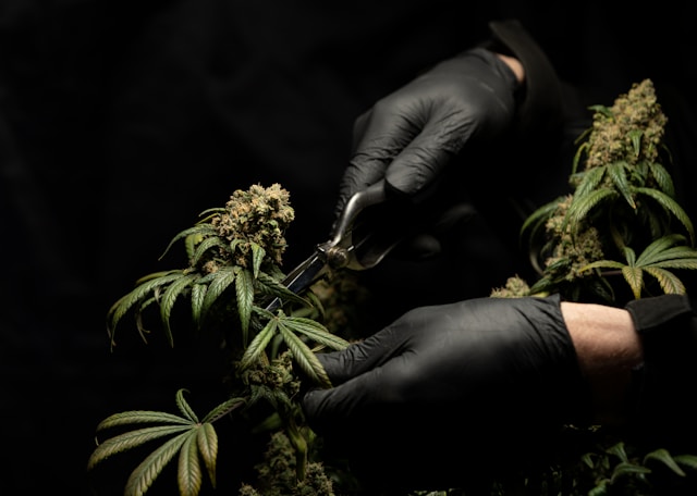 How cannabinoids work is to extract the substance of hemp plants with a glove on and a knife
