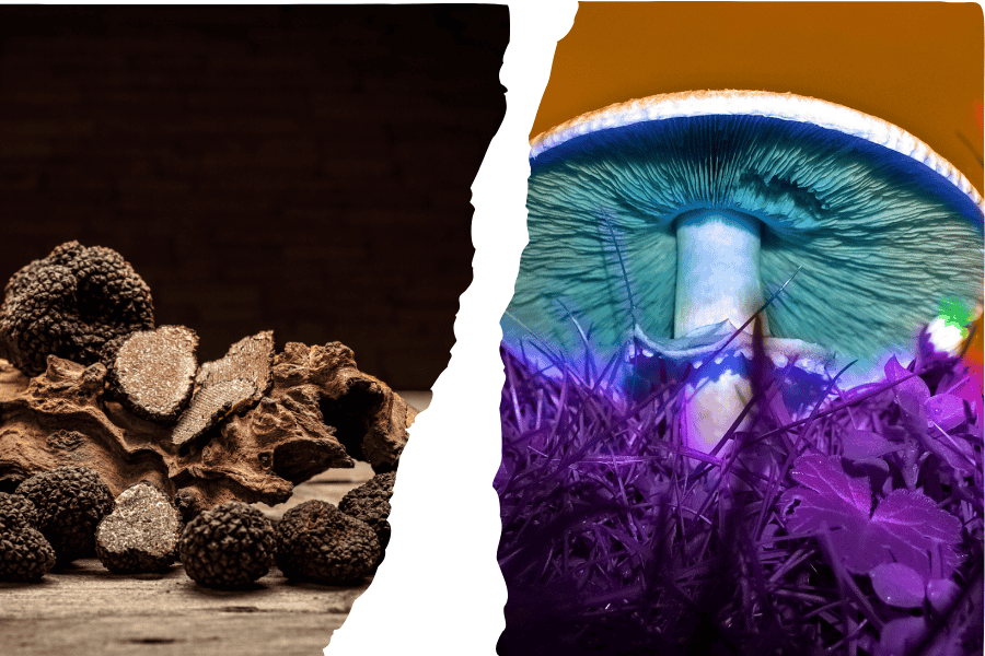 difference magic mushrooms and truffles