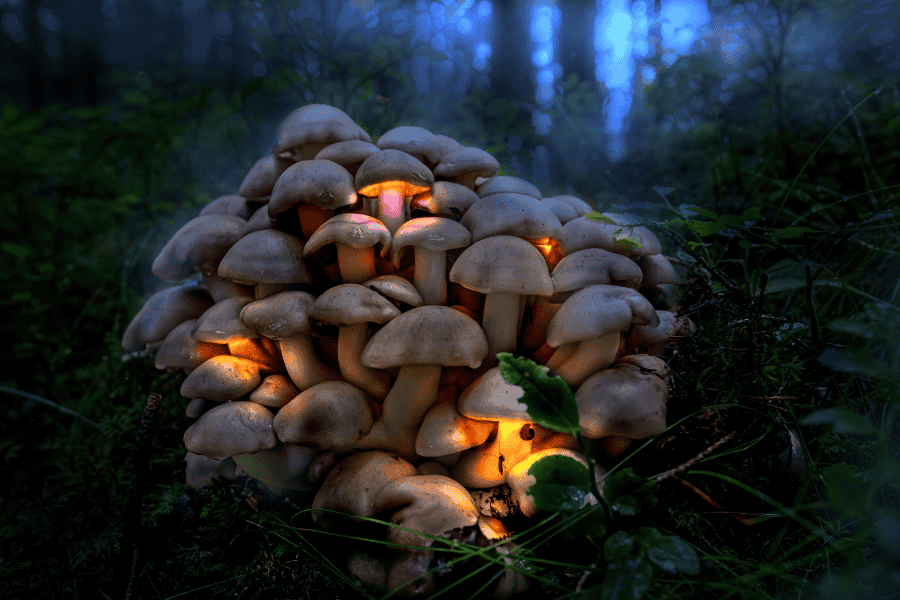 magic mushrooms effects