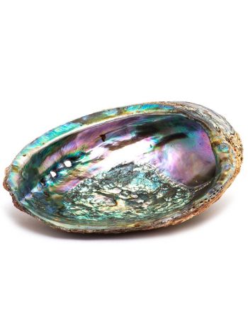Abalone Shell Smudging
