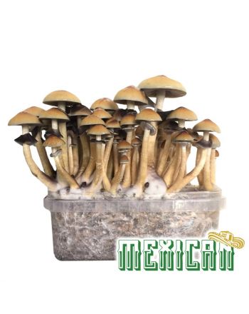 Mexican Magic Mushroom Grow Kit - 2100cc