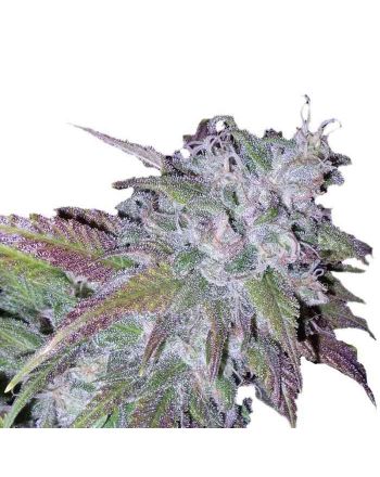 Indian Spirit Seeds Feminized - Silvergrape Milkshake