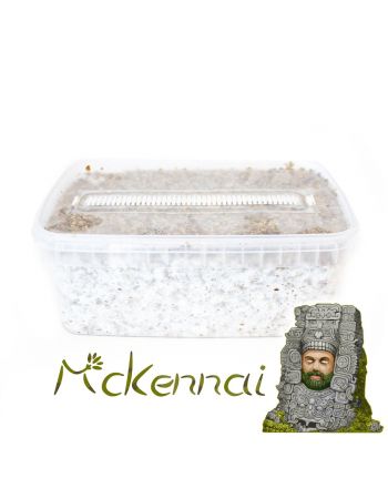 McKennaii Magic Mushroom Grow Kit - 1200cc