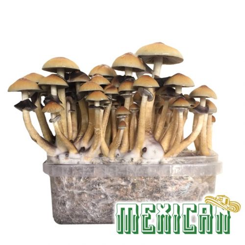 Mexican Magic Mushroom Grow Kit - 1200cc