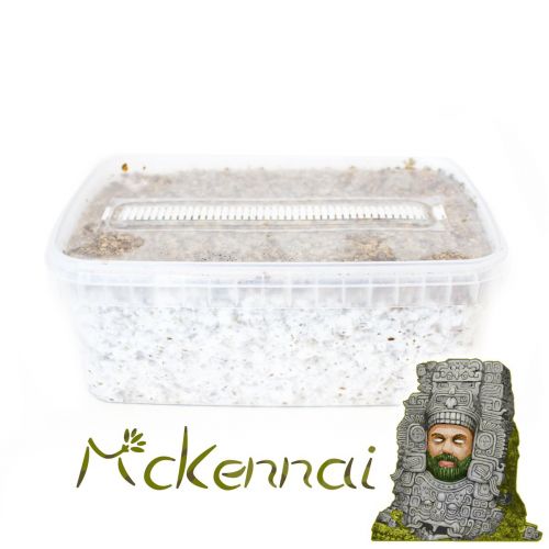 McKennaii Magic Mushroom Grow Kit - 1200cc