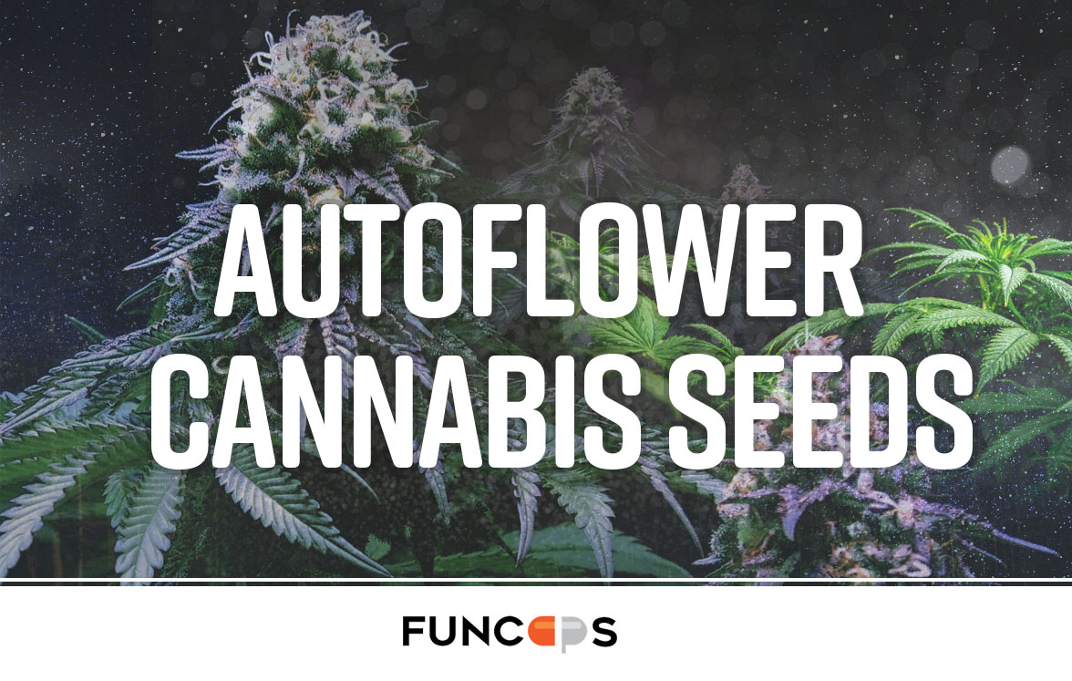 Autoflower cannabis seeds
