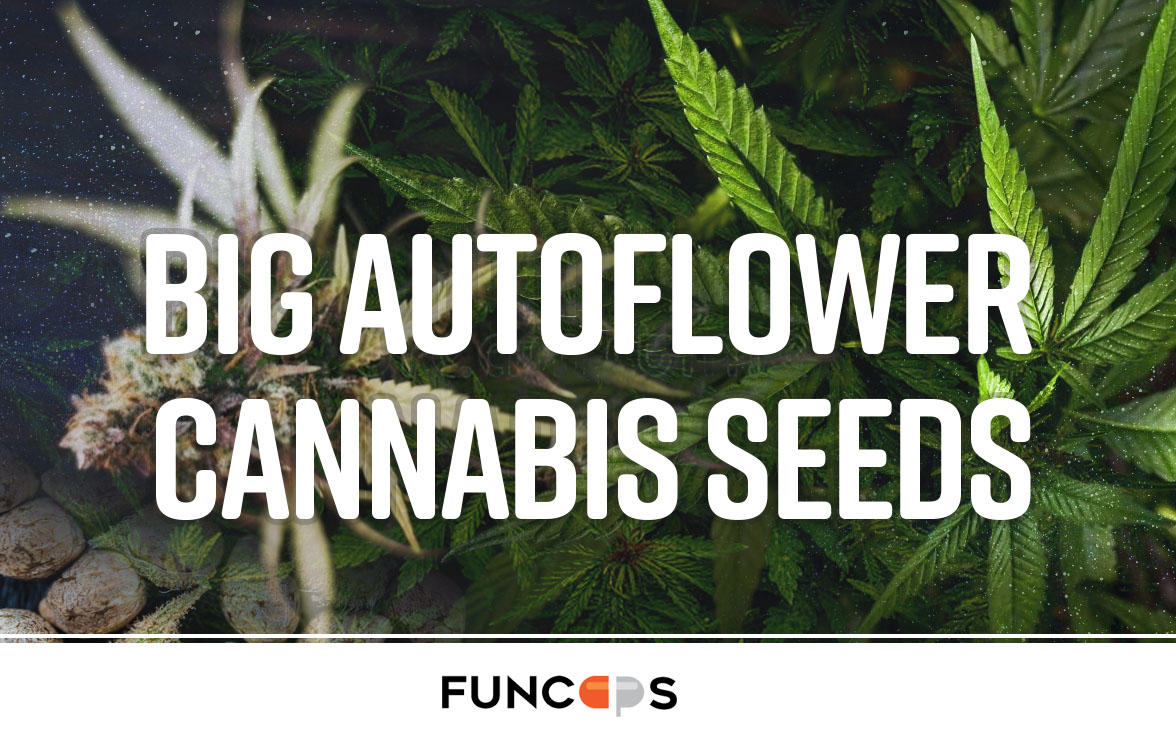 Big autoflower cannabis seeds