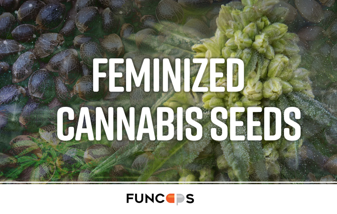 Feminized-cannabis-seeds