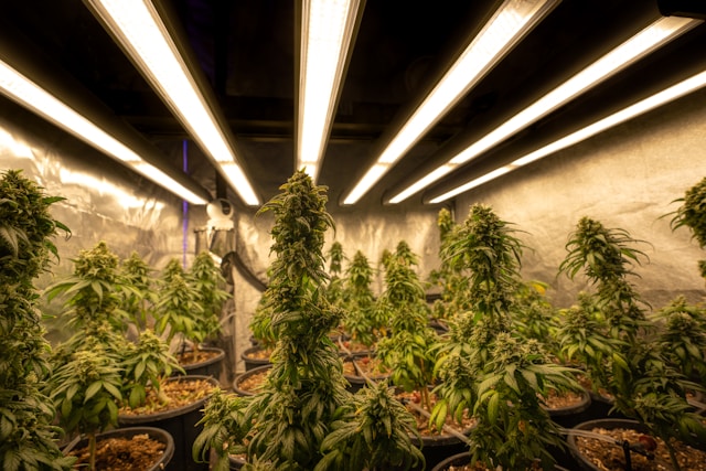 this is how cannabinoids grow optimally to work at its maximum